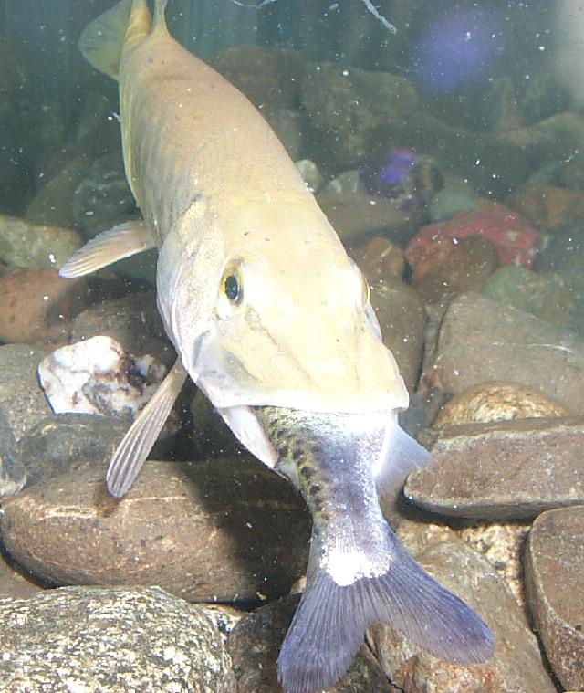 nice things  - carppikestory.jpg